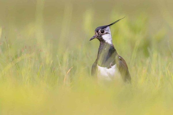 Des idées originales pour éblouir vos invités de mariage !