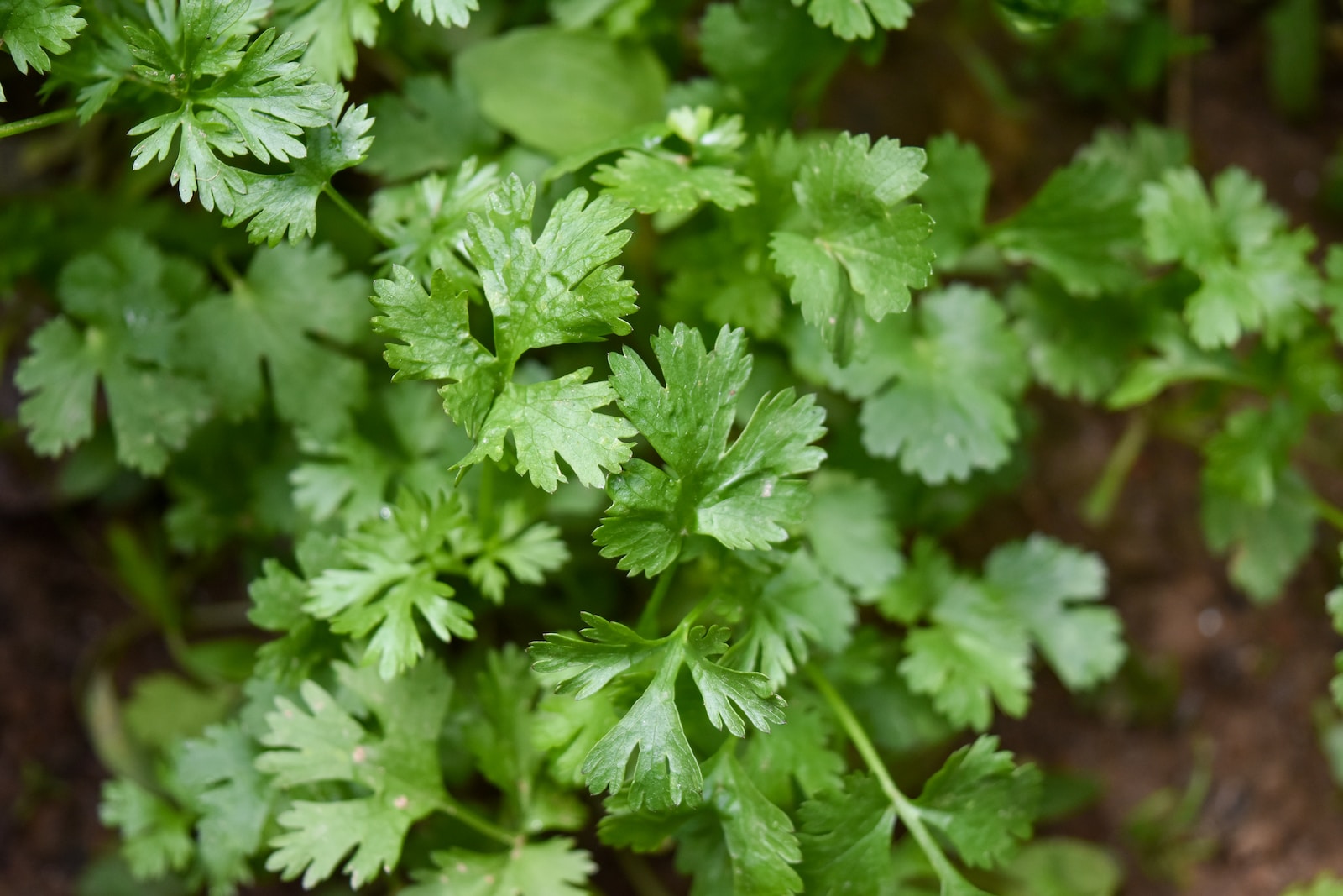 La coriandre : Secrets culinaires, vertus santé et astuces de jardinage green plant in close up photography
