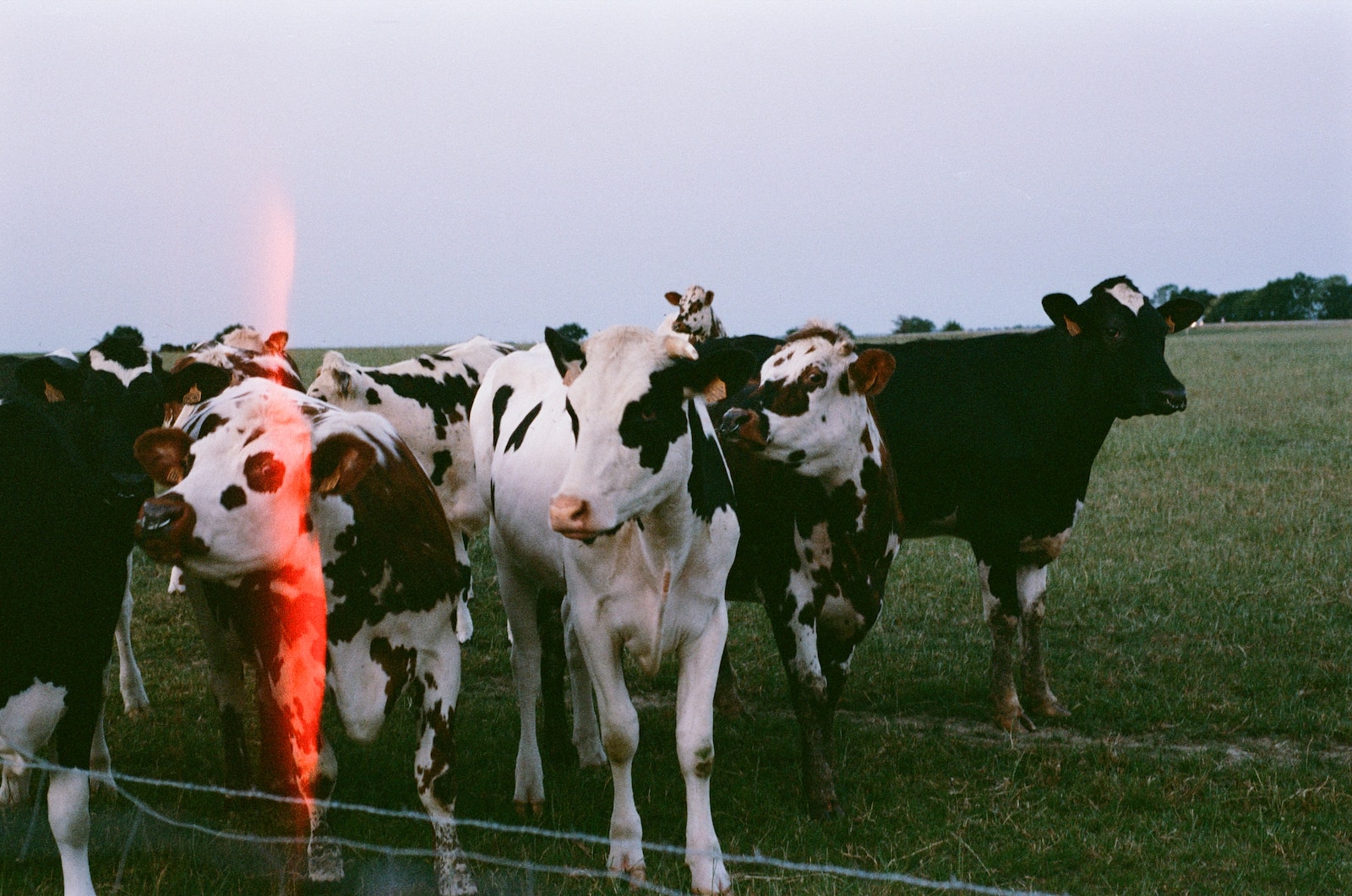 a group of cows in a field